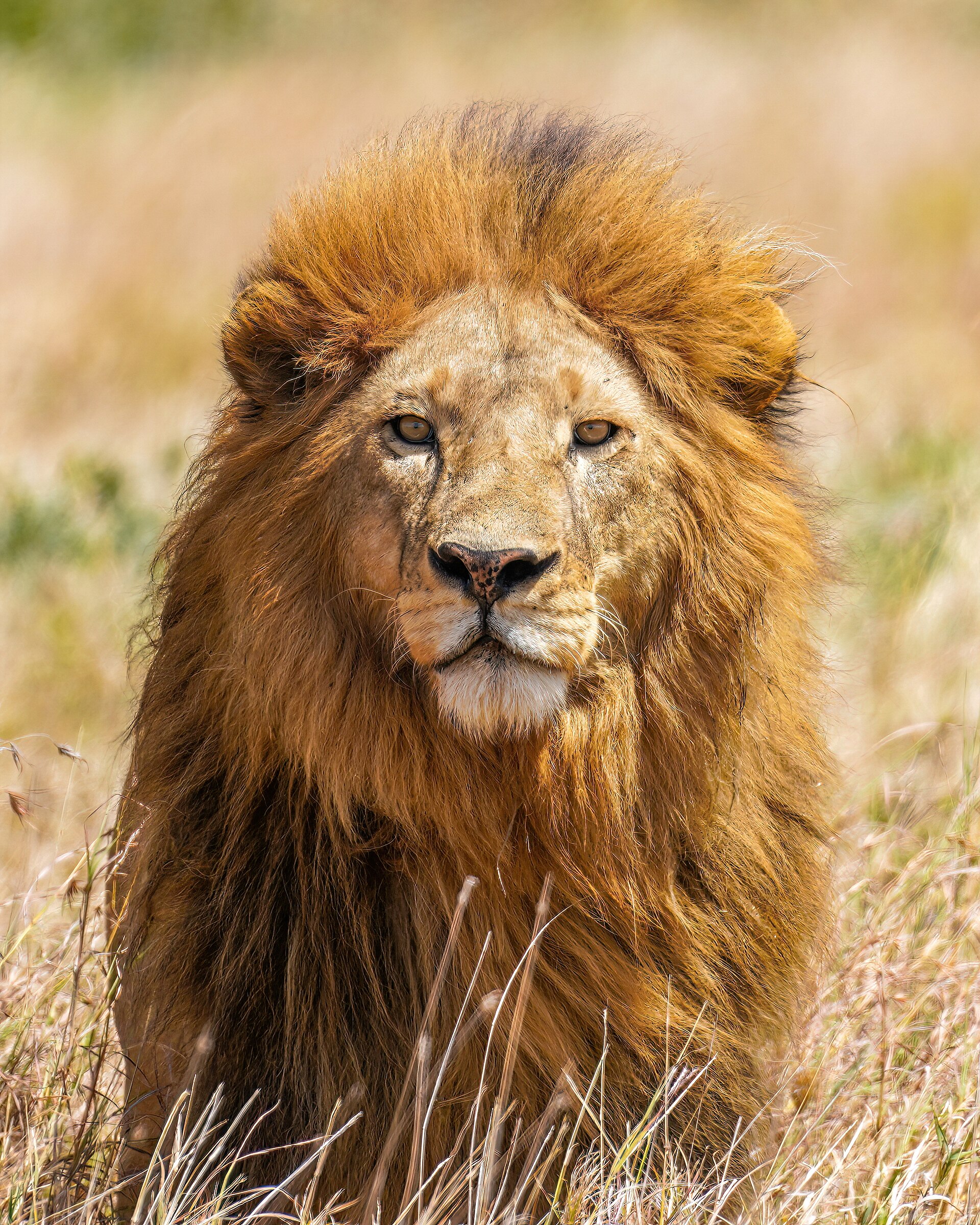 A lion in the Serengeti, used to illustrate the Narnia character Aslan
